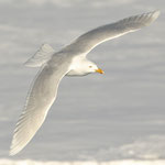 Eismöwe (Larus hyperboreus), Packeis nähe Spitzbergen (2017)