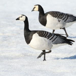 Weisswangengans (Branta leucopsis), Spitzbergen (2017)