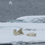 Eisbären und Elfenbeinmöwe, Packeis vor Spitzbergen (2017)