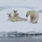 Eisbären (Ursus maritimus), Packeis vor Spitzbergen (2017)