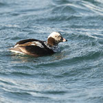 Eisente  (Clangula hyemalis), Spitzbergen (2017)