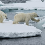 Eisbären (Ursus maritimus), Packeis vor Spitzbergen (2017)