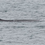 Finwal (Balaenoptera physalus), östlich von Island (2017)