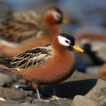 Thorshühnchen (Phalaropus fulicaria), Spitzbergen (2017)