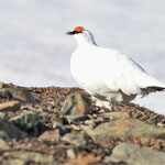 Alpenschneehuhn  (Lagopus muta), Longyearbjen (2017)