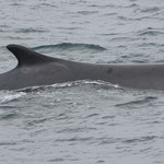 Finwal (Balaenoptera physalus), östlich von Island (2017)