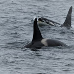 Schwertwal (Orcinus orca), östlich von Gröndland (2017)