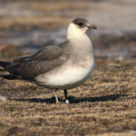 Spatelraubmöwe  (Stercorarius pomarinus), Spitzbergen (2020)