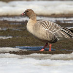 Kurzschnabelgans (Anser brachyrhynchus), Spitzbergen (2017)