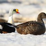 Prachtseiderente Männchen und Weibchen, Spitzbergen (2017)