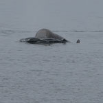 Nördlicher Entenwal  (Hyperoodon ampullatus), östlich von Gröndland (2017)