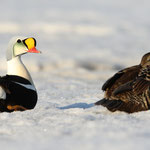 Prachtseiderente Männchen und Weibchen, Spitzbergen (2017)