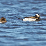 Eisente  (Clangula hyemalis), Spitzbergen (2017)