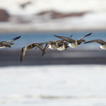 Ringelgans (Branta bernicla), Spitzbergen (2017)