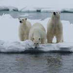 Eisbären (Ursus maritimus), Packeis vor Spitzbergen (2017)