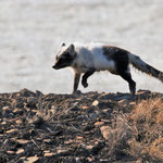 Polarfuchs im Wechselkleid, Longyearbjen (2017)