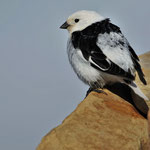 Schneeammer (Plectrophenax nivalis), Spitzbergen (2017)