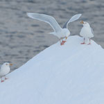 Eismöwe (Larus hyperboreus), Packeis nähe Spitzbergen (2017)