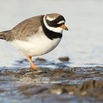 Sandregenpfeifer (Charadrius hiaticula), Spitzbergen (2017)