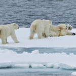 Eisbären (Ursus maritimus), Packeis vor Spitzbergen (2017)