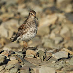 Meerstrandläufer (Calidris maritima), Spitzbergen (2017)