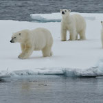 Eisbären (Ursus maritimus), Packeis vor Spitzbergen (2017)