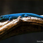 Blauer Gecko