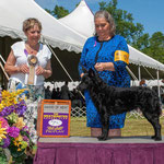Regerastace Avaleen, among the first Mudi to represent the breed at Westminster.