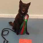 Regerastace Burrito, winning a class of 23 to be chosen to represent the CGC NI Team at Crufts 2024.