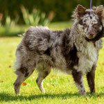 Regerastace Fairytale, Zelda at 6 months in Ireland.