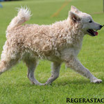 Regerastace Checkmate, at his first show in the Puppy class.