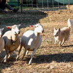 Regerastace Calypso, Rhea, herding sheep USA aged 9 months.