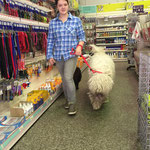 Komondor loose lead walking in a loud pet shop.