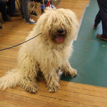 Komondor sitting calmly in a busy atmosphere.