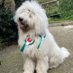 Regerastace Aphrodite after a successful first dog show!
