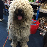 Komondor remaining handler focused in a busy store environment. 