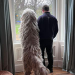 Regerastace Amoretto keeping watch with her owners.
