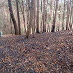 Ausgebrannter Waldboden.