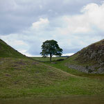 Sycamore gap from the B6318 near twice brewed.