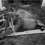 Il tenente colonnello John H. Patterson posa con orgoglio con uno dei "mangiatori di uomini dello Tsavo", che ha ucciso.