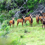 Herd of antelopes - Shimba Hills