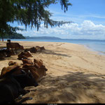 Une petite île où les vaches locales se prélassent. Au Cambodge, elles sont reines!