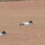 ヨシガモ雄換羽中