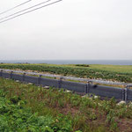 利尻島ウミネコ繁殖地