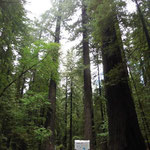 Redwood Forest - ach wie sind wir doch  klein