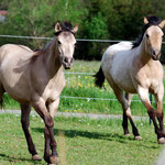 1 Jahr alt (links Jim Bob, rechts Abba)