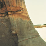 Am Tor aller Länder | Persepolis