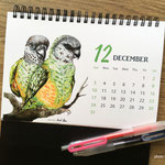 十二月 品種：塞內加爾鸚鵡