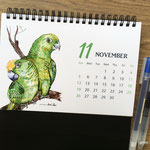 十一月 品種：黃帽綠翼鸚鵡