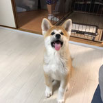 秋之助くん（秋田犬）